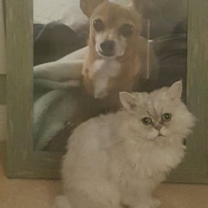 Meet your Posher, Sandy